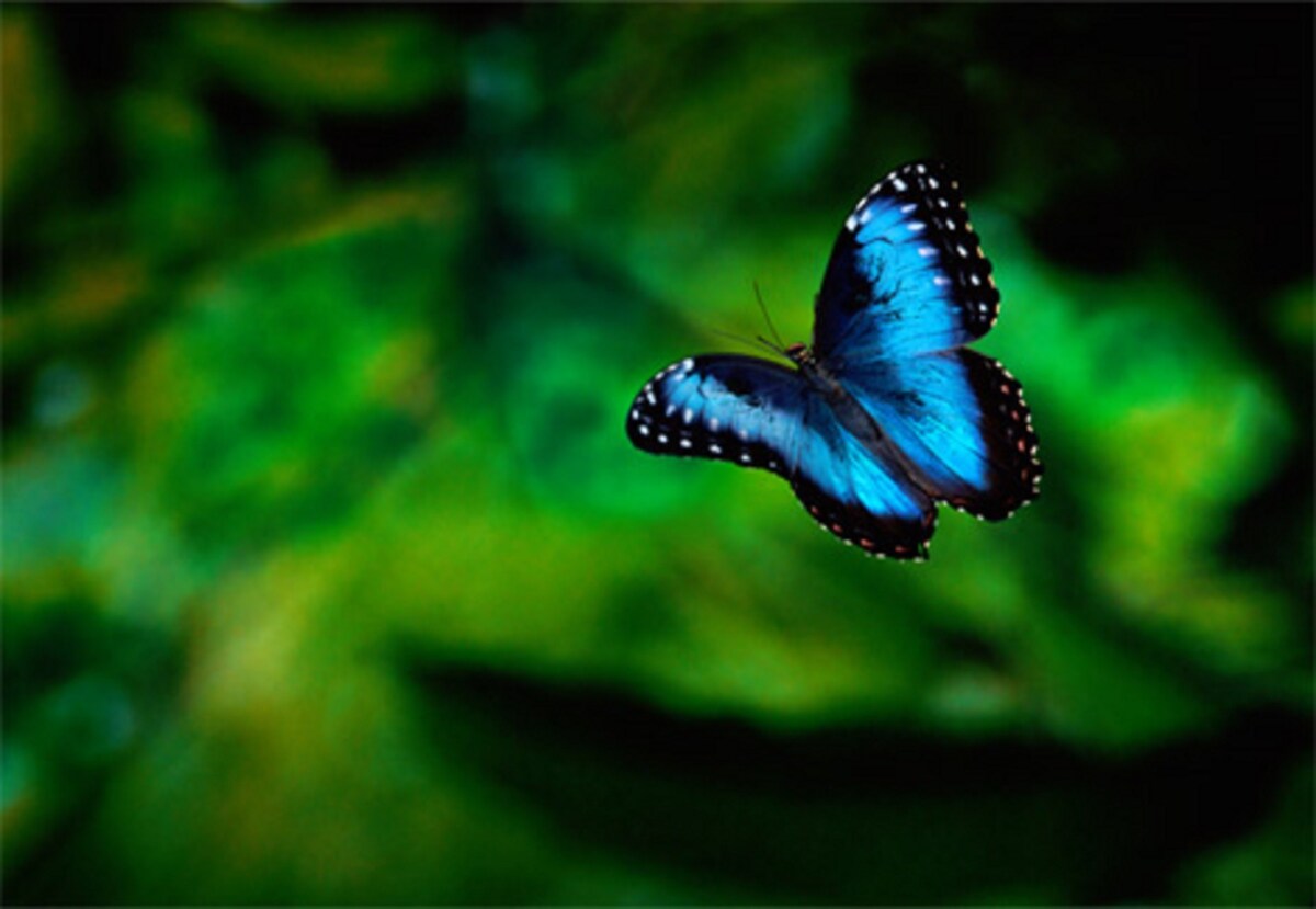 Heavenly Life Jungle House