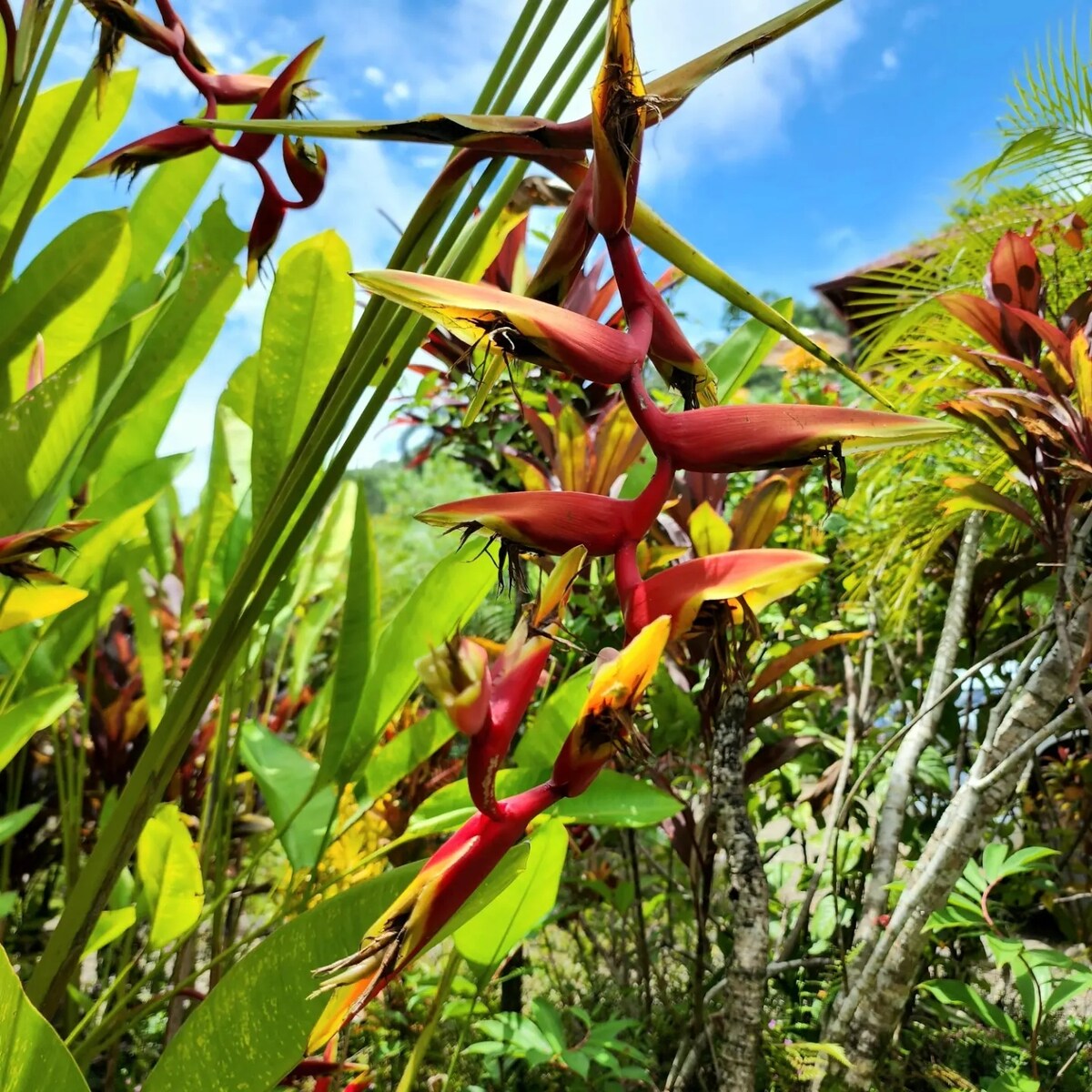 Lovely ocean view in the colorful cloud forest