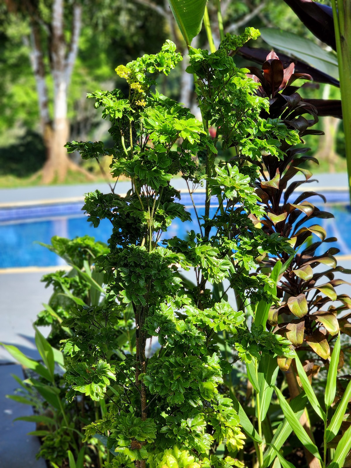 lovely Jungle Stay with Ocean View
