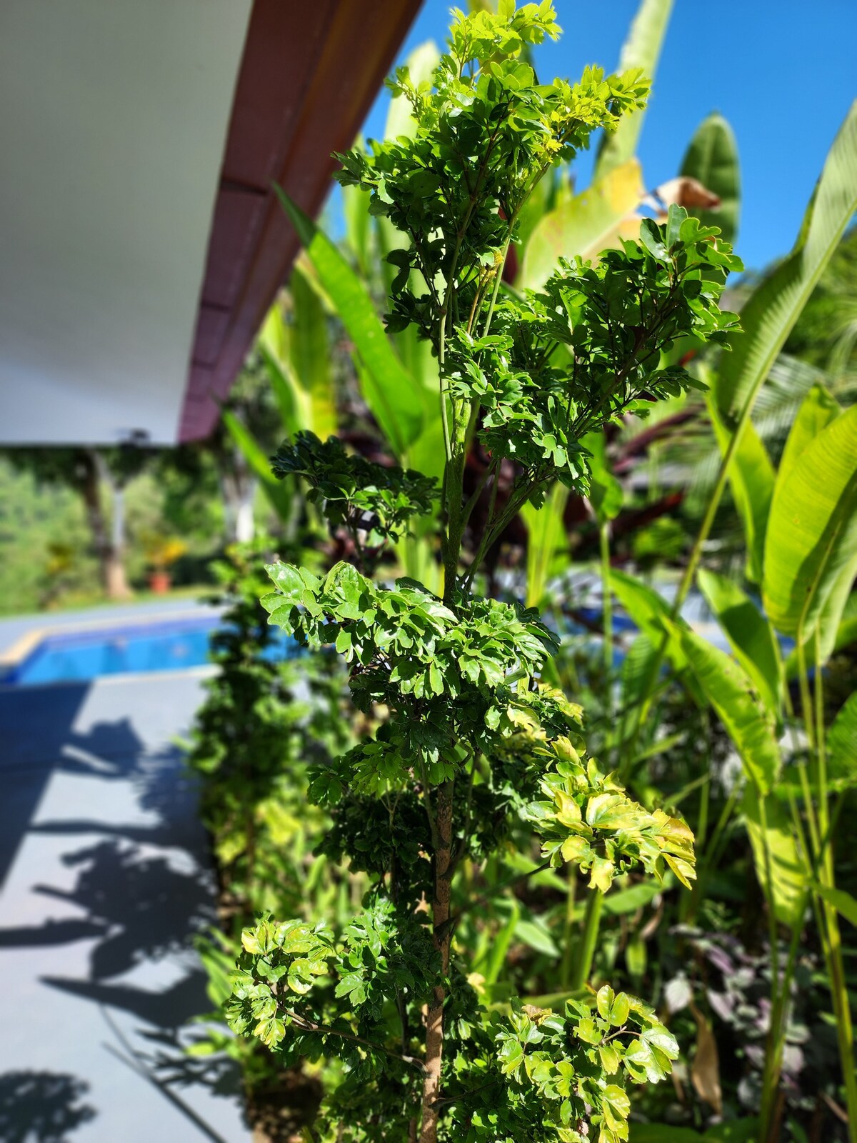lovely Jungle Stay with Ocean View