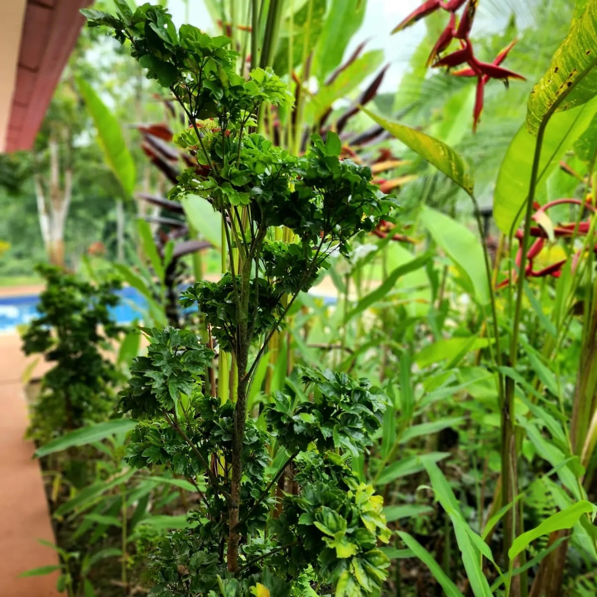 lovely Jungle Stay with Ocean View