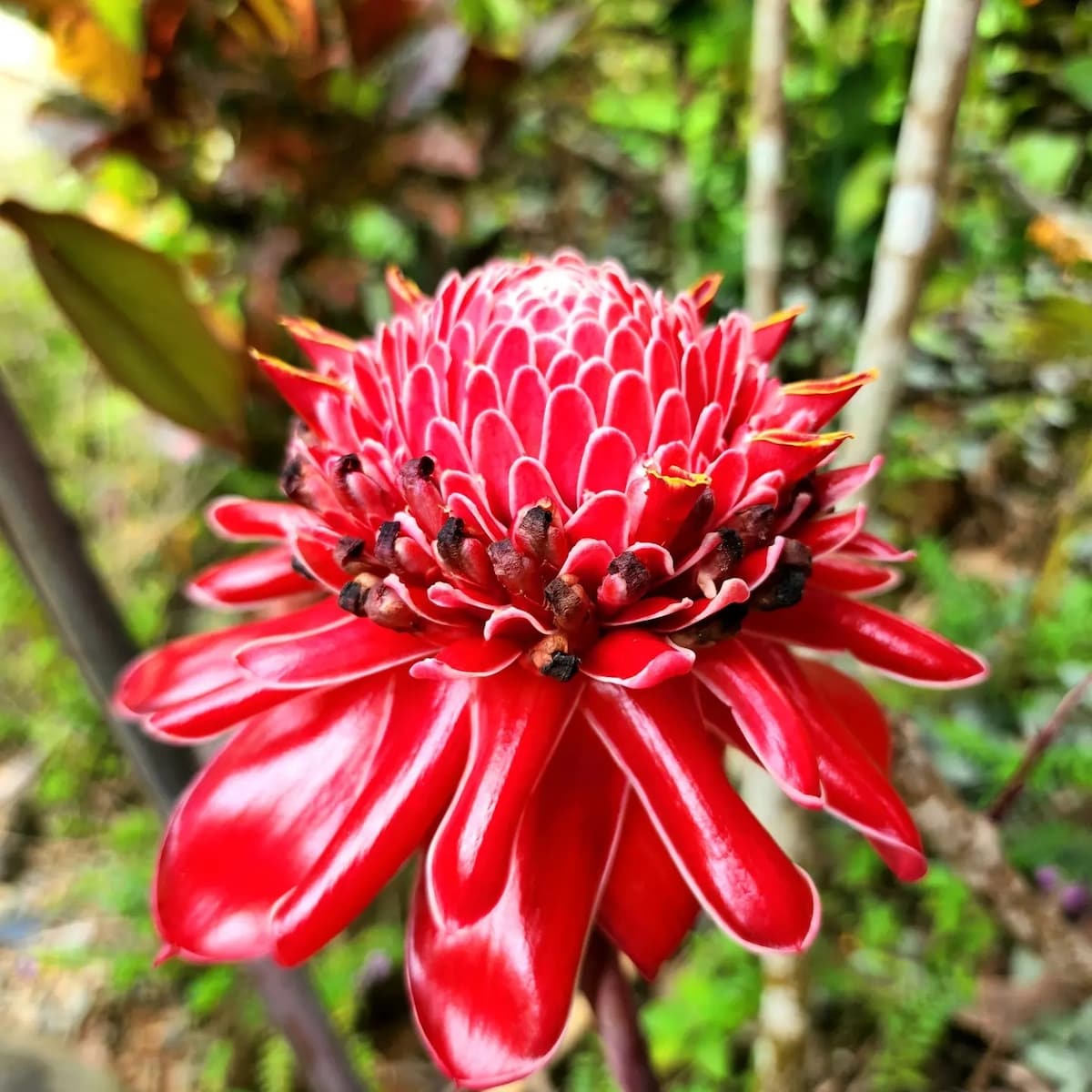 lovely Jungle Stay with Ocean View