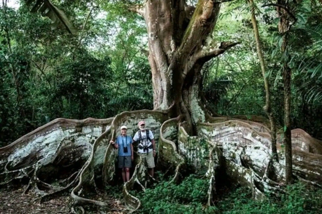 lovely Jungle Stay with Ocean View