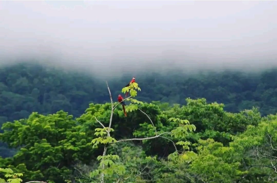 Lovely Ocean view in the Cloud forest jungle