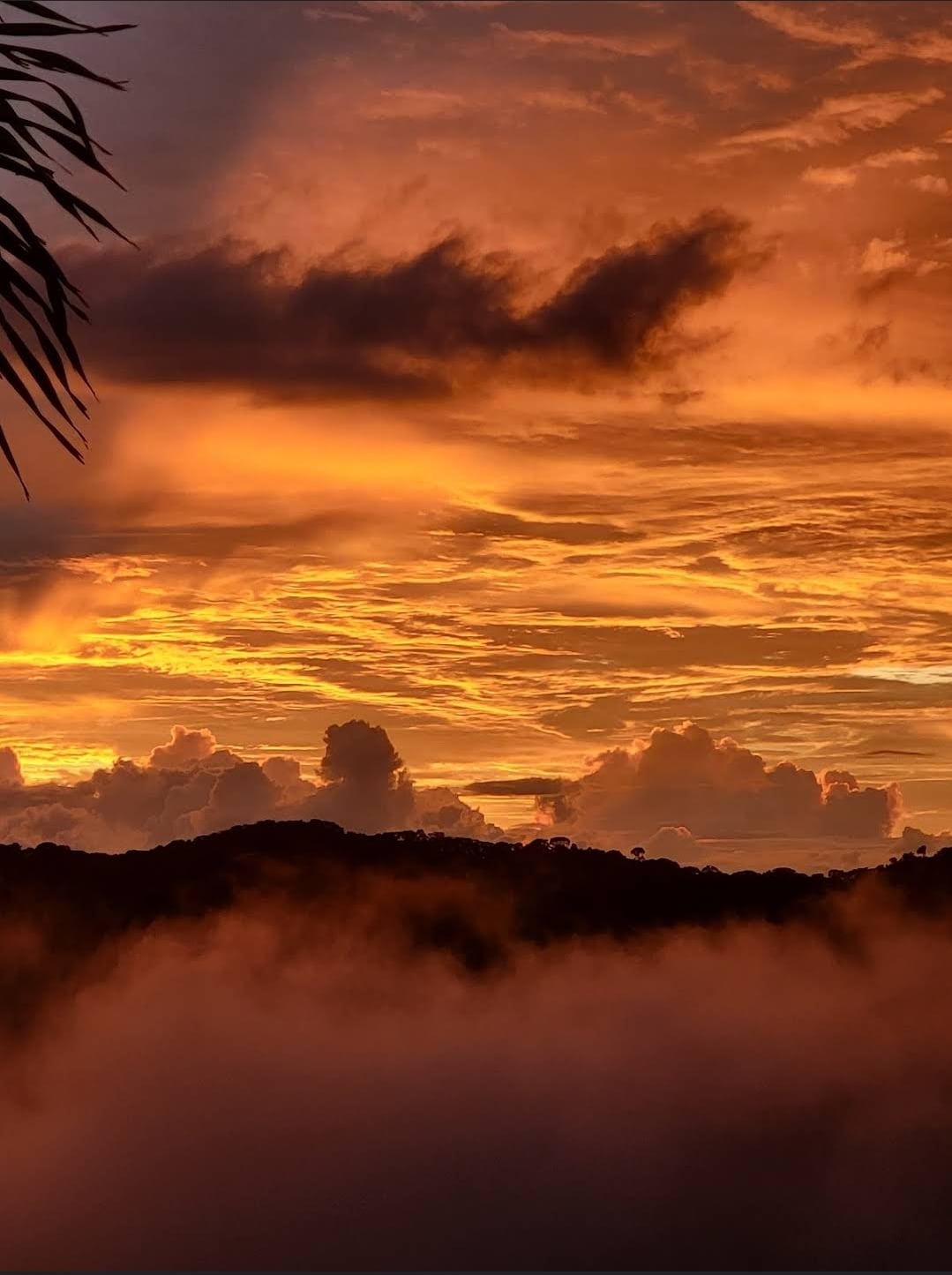 Lovely Rain forest/ocean view in the cloud forest